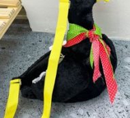 Cartoon Goose Crossbody Bag